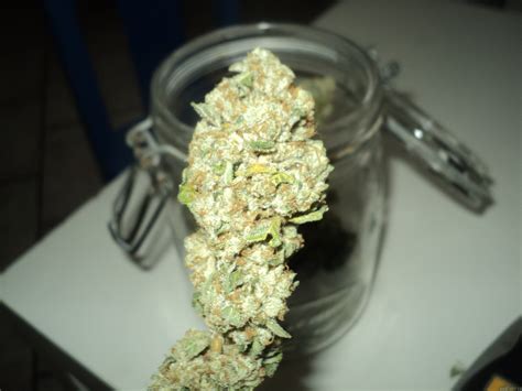 Rollex OG Kush Marijuana Strain .